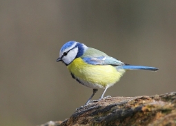 Par Luciano 95 from , (Msange bleue | Parus caeruleus |) [CC BY 2.0 (http://creativecommons.org/licenses/by/2.0)], via Wikimedia Commons