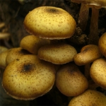 By Jason Hollinger (Honey Mushrooms  Uploaded by Amada44) [CC BY 2.0 (http://creativecommons.org/licenses/by/2.0)], via Wikimedia Commons