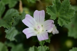 By Radio Tonreg from Vienna, Austria (Malva neglecta  Uploaded by Jacopo Werther) [CC BY 2.0 (http://creativecommons.org/licenses/by/2.0)], via Wikimedia Commons