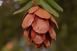 By Peter Stevens from Seattle (Conifer cones) [CC BY 2.0 (http://creativecommons.org/licenses/by/2.0)], via Wikimedia Commons