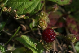 By Leslie Seaton from Seattle, WA, USA (6b Trailing blackberries) [CC BY 2.0 (http://creativecommons.org/licenses/by/2.0)], via Wikimedia Commons