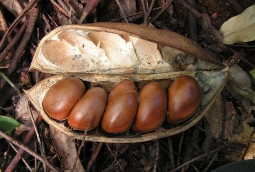 By Arthur Chapman (Castanospermum austral (Black Bean)) [CC BY 2.0 (http://creativecommons.org/licenses/by/2.0)], via Wikimedia Commons