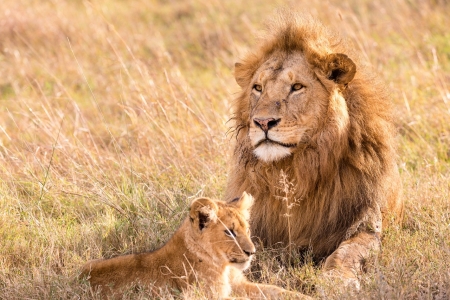 Lion et lionceau