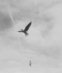 Oiseaux (Photographie de Claire Libaux)