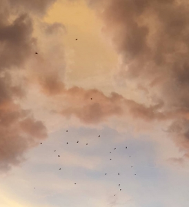 Vol d'oiseaux (Photographie de Claire Libaux)
