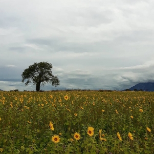 Champ de tournesols (Photographie de Claire Libaux)