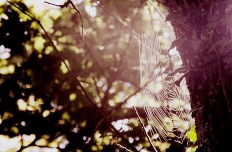 Toile d'araignée I (Photographie de Claire Libaux)