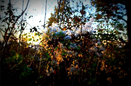 Abstraction naturelle (Photographie de Claire Libaux)