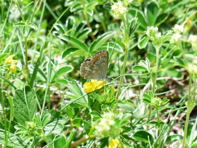 Alchémille (Alchemilla mollis / Alchémille molle)