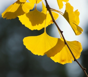 Feuilles de Ginkgo Biloba à l'automne