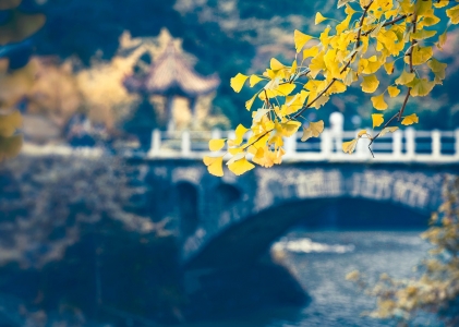 Branche de Ginkgo Biloba sur fond de rivière