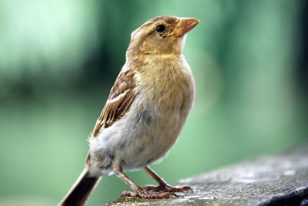 Moineau