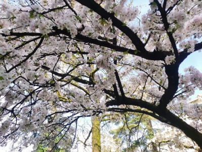 Arbre en fleur